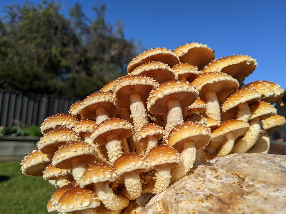 Popular Questions About Mushroom Kits: Your Ultimate Guide