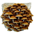 Chestnut Mushroom Grow Kit Mushroom Grow Kit That Mushroom Guy 
