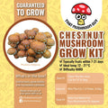 Chestnut Mushroom Grow Kit Mushroom Grow Kit That Mushroom Guy 