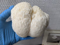 Lion's Mane Extract Powder - 1:1 Full Spectrum Supplement That Mushroom Guy 