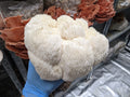 True Lion's Mane Grow Kit Mushroom Grow Kit That Mushroom Guy 
