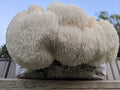 True Lion's Mane Grow Kit Mushroom Grow Kit That Mushroom Guy 