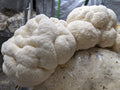 True Lion's Mane Grow Kit Mushroom Grow Kit That Mushroom Guy 