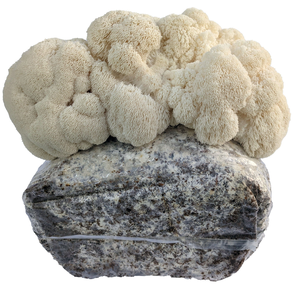True Lion's Mane Grow Kit Mushroom Grow Kit That Mushroom Guy 