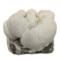 True Lion's Mane Grow Kit Mushroom Grow Kit That Mushroom Guy 