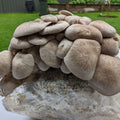 Black King Oyster Mushroom Grow Kit Mushroom Grow Kit That Mushroom Guy 