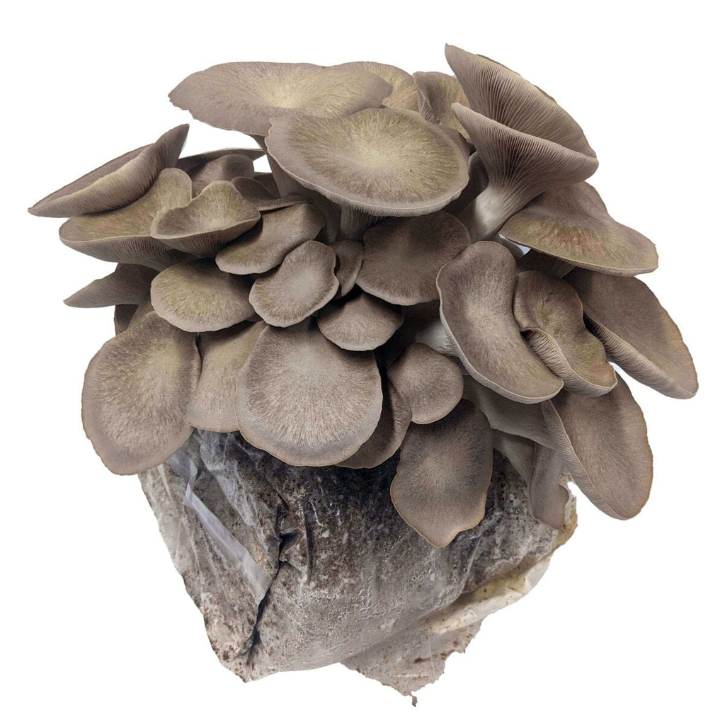 Black King Oyster Mushroom Grow Kit Mushroom Grow Kit That Mushroom Guy 