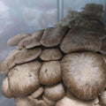 Black King Oyster Mushroom Grow Kit Mushroom Grow Kit That Mushroom Guy 