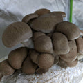 Black King Oyster Mushroom Grow Kit Mushroom Grow Kit That Mushroom Guy 