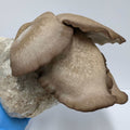 Black King Oyster Mushroom Grow Kit Mushroom Grow Kit That Mushroom Guy 