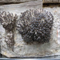 Blue Pearl Oyster Mushroom Grow Kit Mushroom Grow Kit That Mushroom Guy 