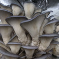 Blue Pearl Oyster Mushroom Grow Kit Mushroom Grow Kit That Mushroom Guy 