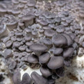 Blue Pearl Oyster Mushroom Grow Kit Mushroom Grow Kit That Mushroom Guy 