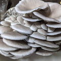 Blue Pearl Oyster Mushroom Grow Kit Mushroom Grow Kit That Mushroom Guy 