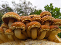 Chestnut Mushroom Grow Kit Mushroom Grow Kit That Mushroom Guy 