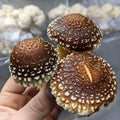Chestnut Mushroom Grow Kit Mushroom Grow Kit That Mushroom Guy 