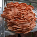 Mushroom Spawn 2.2 KG Mushroom Spawn That Mushroom Guy Pink Oyster (Pleurotus Djamor) 