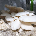 Mushroom Spawn 2.2 KG Mushroom Spawn That Mushroom Guy Winter White Oyster Mushroom (Pleurotus Ostreatus) 