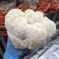 Mushroom Spawn 2.2 KG Mushroom Spawn That Mushroom Guy Lion's Mane (Hericium Erinaceus) 