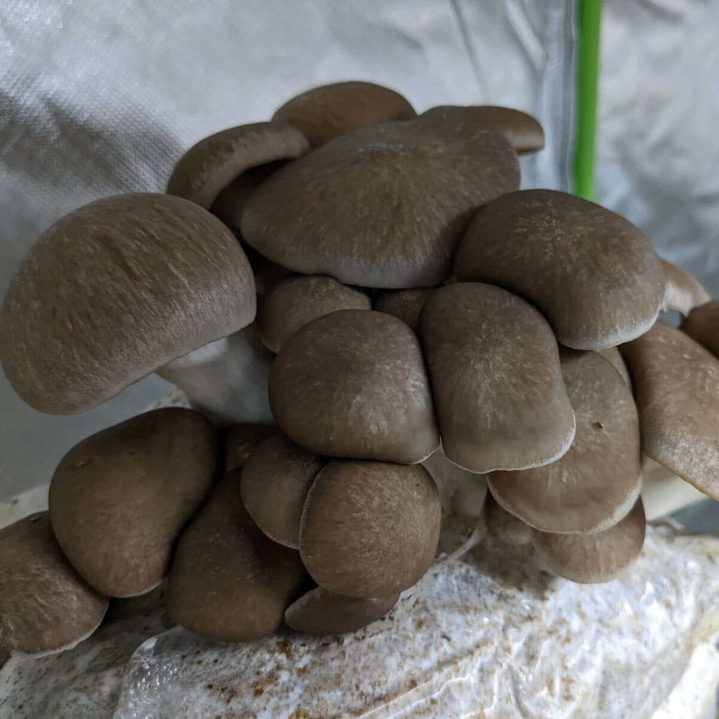 Mushroom Spawn 2.2 KG Mushroom Spawn That Mushroom Guy Black King Oyster (Pleurotus Ostreatus - Hybrid) 