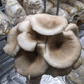 Mushroom Spawn 2.2 KG Mushroom Spawn That Mushroom Guy Blue Oyster (Pleurotus Columbinus) 