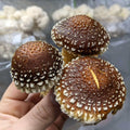 Mushroom Spawn 2.2 KG Mushroom Spawn That Mushroom Guy Chestnut (Pholiota Adiposa) 