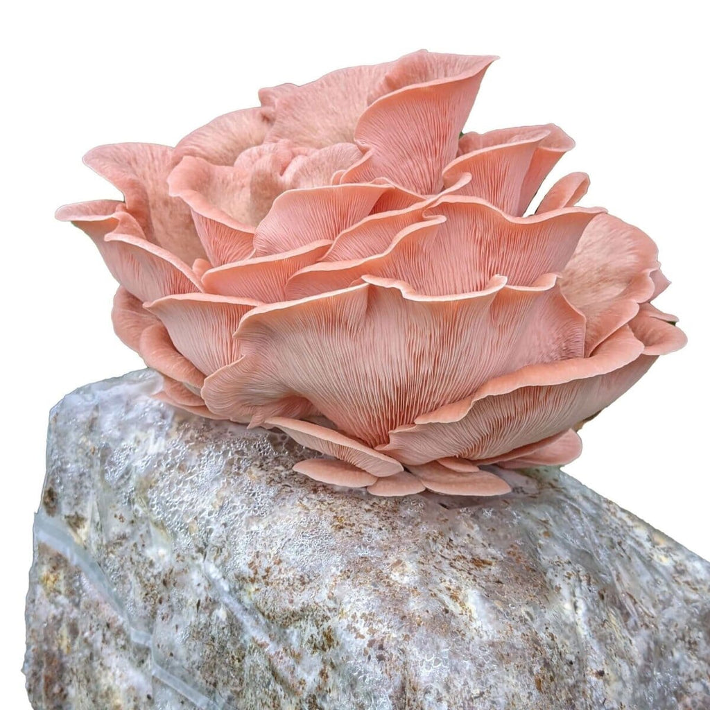 Pink Oyster Mushroom Grow Kit Mushroom Grow Kit That Mushroom Guy 