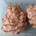 Pink Oyster Mushroom Grow Kit Mushroom Grow Kit That Mushroom Guy 