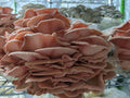 Pink Oyster Mushroom Grow Kit Mushroom Grow Kit That Mushroom Guy 