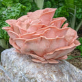 Pink Oyster Mushroom Grow Kit Mushroom Grow Kit That Mushroom Guy 