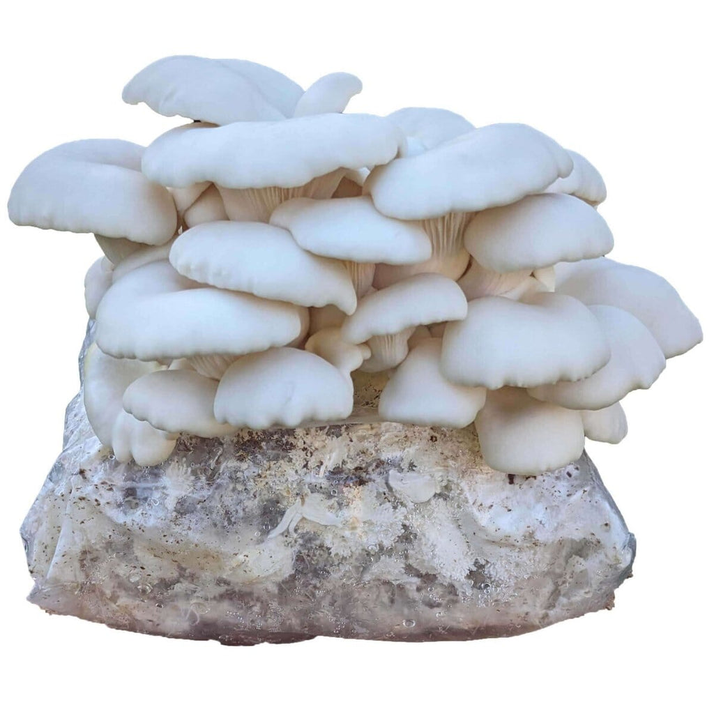 Winter White Oyster Mushroom Grow Kit Mushroom Grow Kit That Mushroom Guy 