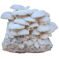 Winter White Oyster Mushroom Grow Kit