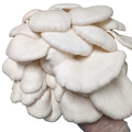 Winter White Oyster Mushroom Grow Kit Mushroom Grow Kit That Mushroom Guy 