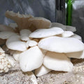 Winter White Oyster Mushroom Grow Kit Mushroom Grow Kit That Mushroom Guy 
